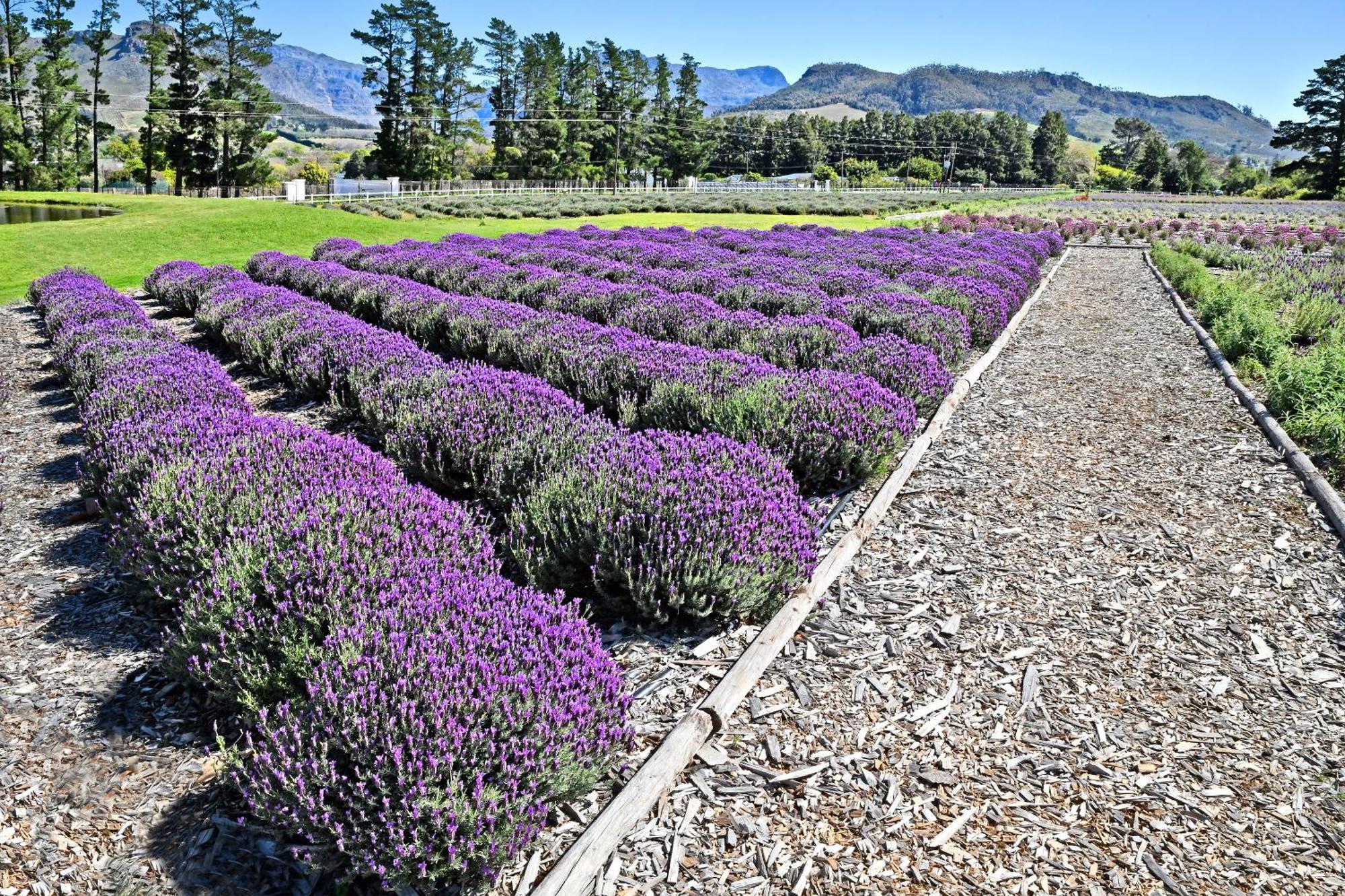 Signature Suite with Lavender View