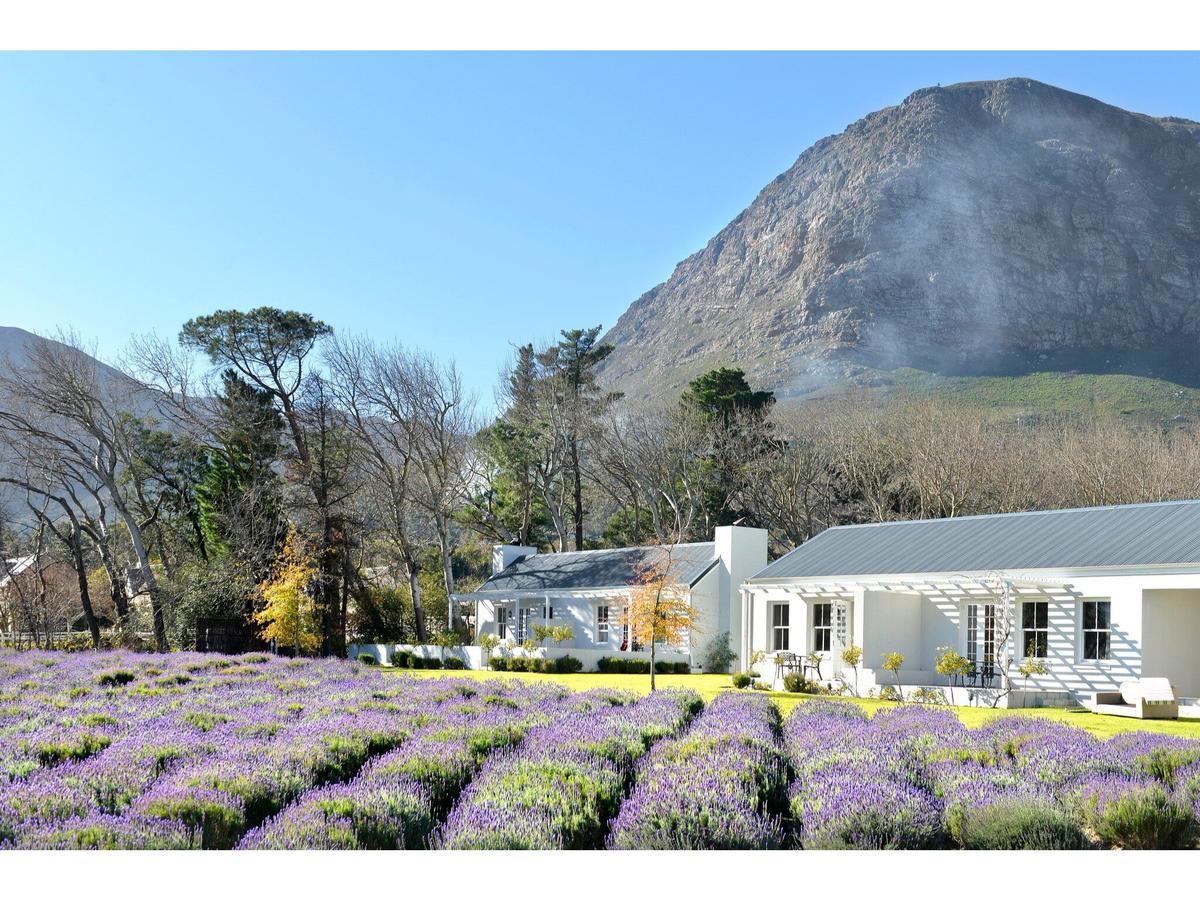 Luxury Suite with Lavender View