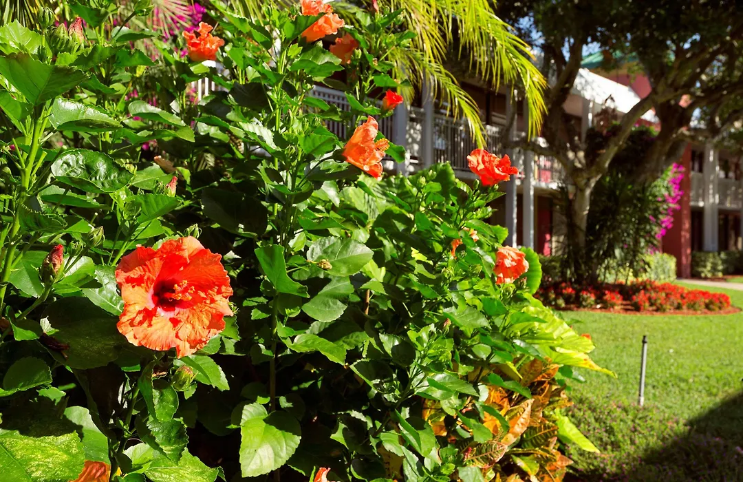 Collins Hotel Naples-1
