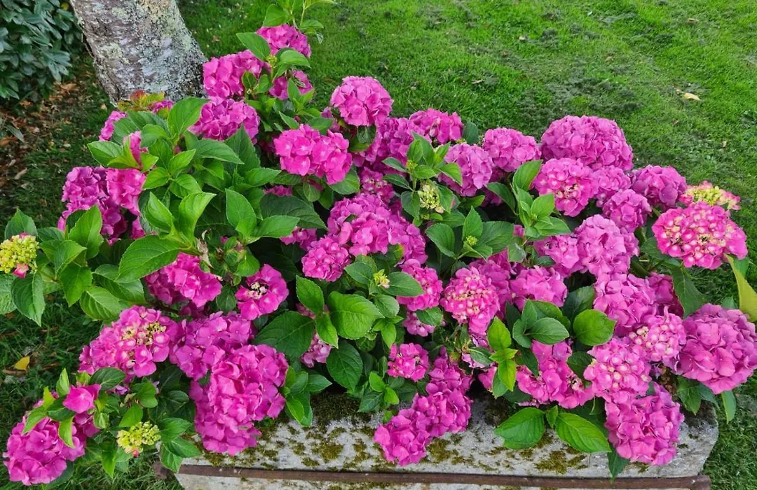 La Fraise-1