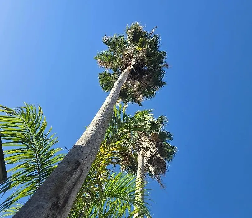Sea Shell Palms, Ocho Rios-1