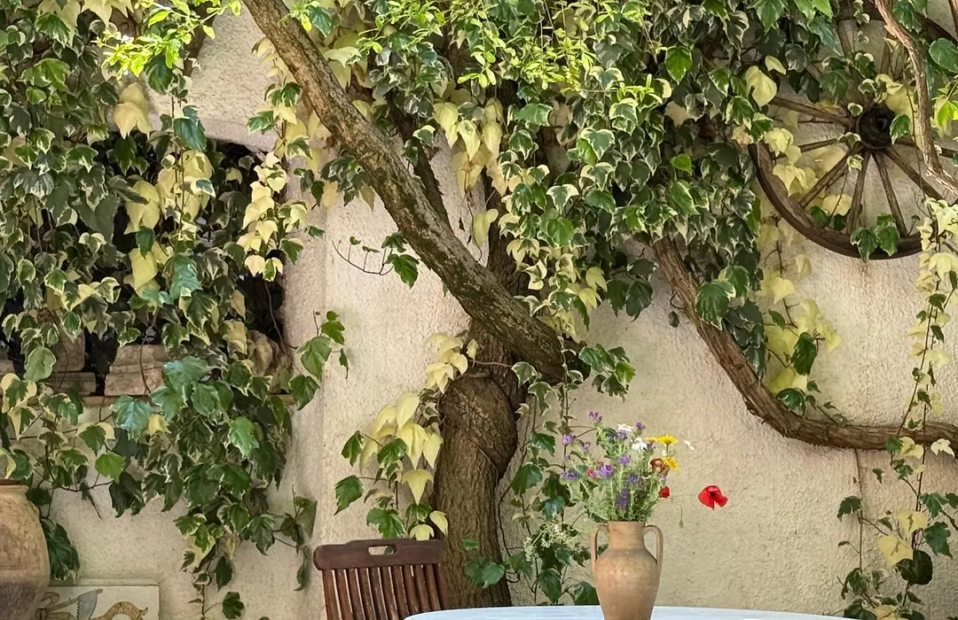 Le Foglie Di Acanto-1