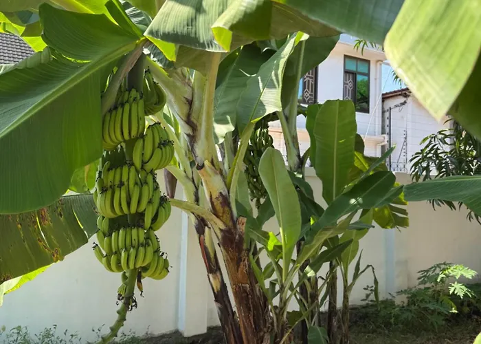 Veronica'S Homestay